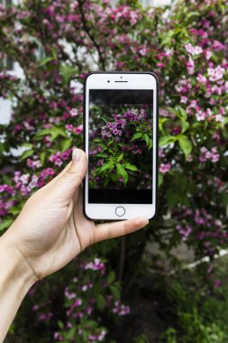 Güzel bir gül Bush bir bitkinin bir arka plan üzerinde elinde bir fotoğraf ile Smartphone