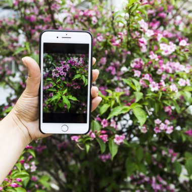 Güzel bir gül Bush bir bitkinin bir arka plan üzerinde elinde bir fotoğraf ile Smartphone