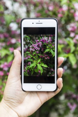 Güzel bir gül Bush bir bitkinin bir arka plan üzerinde elinde bir fotoğraf ile Smartphone