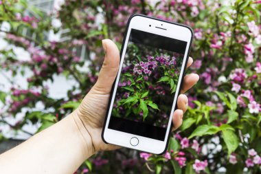 Güzel bir gül Bush bir bitkinin bir arka plan üzerinde elinde bir fotoğraf ile Smartphone