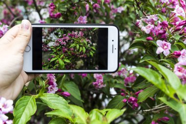 Güzel bir gül Bush bir bitkinin bir arka plan üzerinde elinde bir fotoğraf ile Smartphone