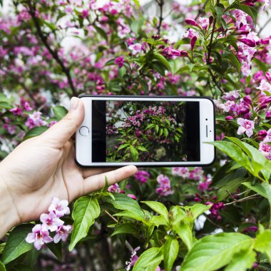 Güzel bir gül Bush bir bitkinin bir arka plan üzerinde elinde bir fotoğraf ile Smartphone