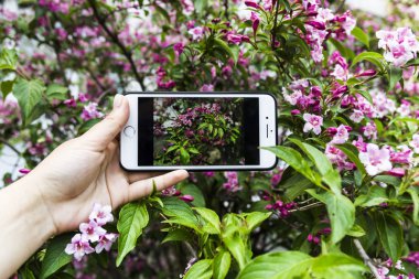 Güzel bir gül Bush bir bitkinin bir arka plan üzerinde elinde bir fotoğraf ile Smartphone