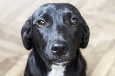 Koyu renk gözleri ve düzgün saç siyah bir melez köpek