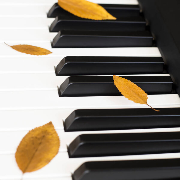 Autumn concept. Music and nature with yellow leaves