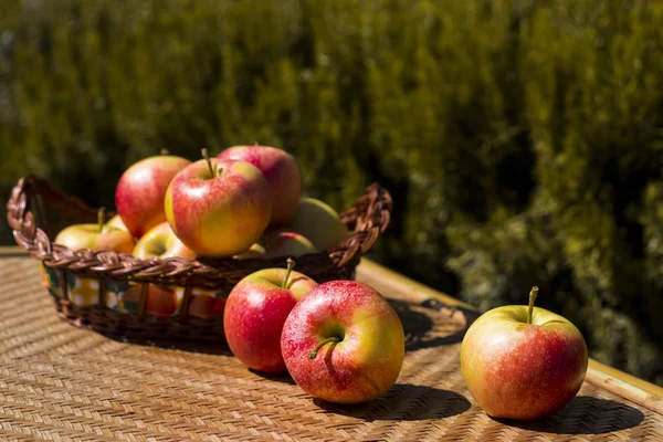 Skörd av röda äpplen på hösten. hälsosam mat och vitaminer — Stockfoto