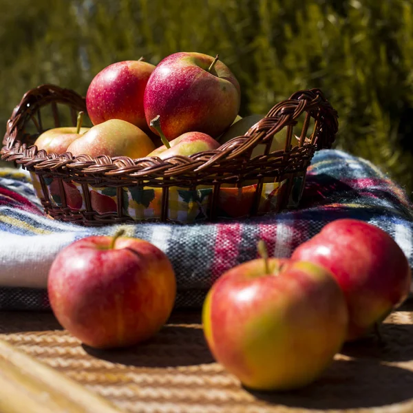 Skörd av röda äpplen på hösten. hälsosam mat och vitaminer — Stockfoto