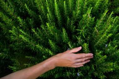 Biberiye baharatlı otlar et yemekleri yemek için taze bush