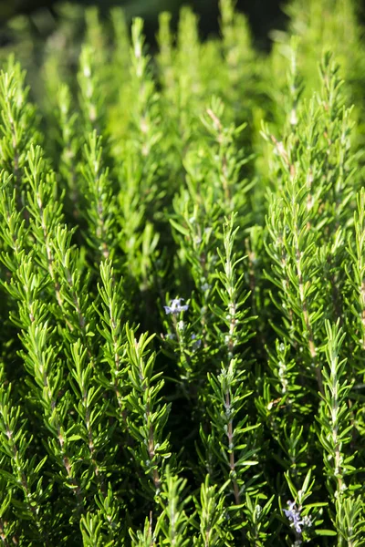 新鲜的肉菜迷迭香辣草药布什 — 图库照片