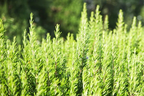 Biberiye baharatlı otlar et yemekleri yemek için taze bush — Stok fotoğraf