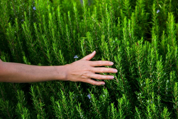 Buisson frais de romarin herbes épicées pour la cuisson des plats de viande — Photo