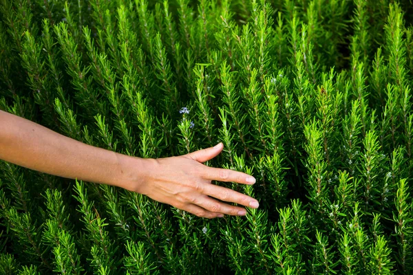 新鲜的肉菜迷迭香辣草药布什 — 图库照片