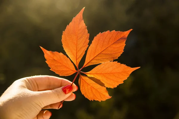 秋天的概念 — — 叶落从一棵树 — 图库照片