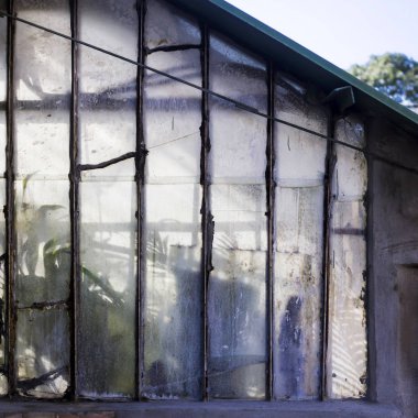 bitki botanik bahçesi içinde büyüyen bir sera