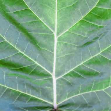 Yaz sulu yeşil yaprak yakın çekim