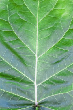 Yaz sulu yeşil yaprak yakın çekim