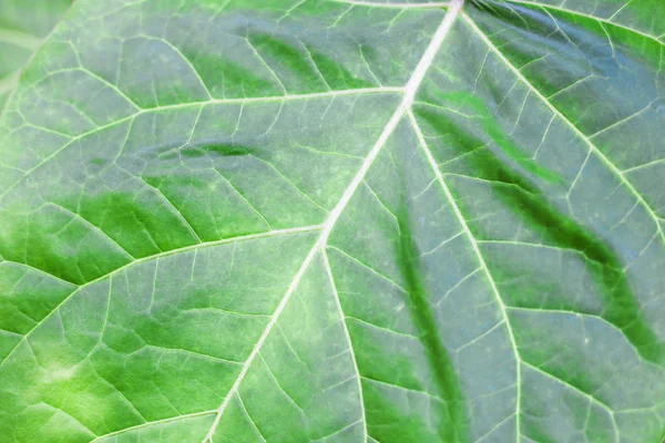 Літній соковитий зелений лист крупним планом — стокове фото