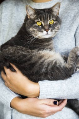 ev hayatı kavramı - yerli kedi için bakım