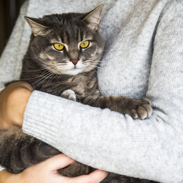 Hem liv koncept - vårdar en tamkatt — Stockfoto