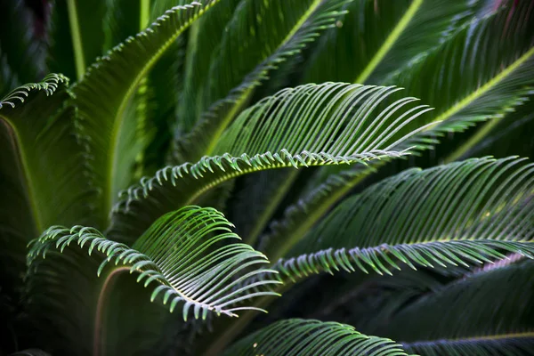 Planta Tropical Cigarra Ramos Com Folhas Verdes Finas Fundo Natural — Fotografia de Stock