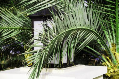 Bir palmiye ağacının yanındaki bir fener Rıhtımlar üzerinde yeşil bir dalı