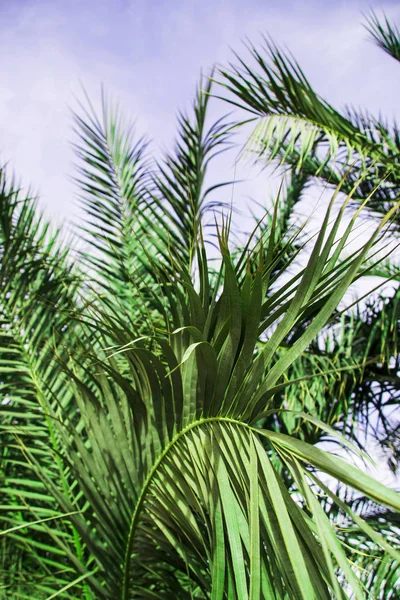 Groene Takken Van Een Palmboom Tegen Een Blauwe Hemel Achtergrond — Stockfoto