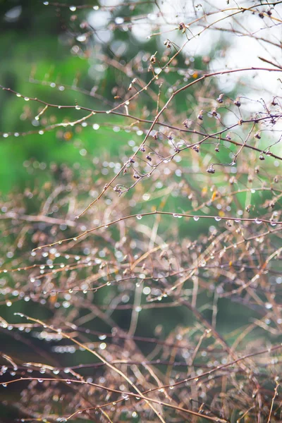 Sfondo Naturale Rami Sottili Albero Gocce Pioggia Inizio Primavera — Foto Stock