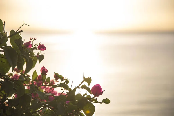 Bougainvillea Nastet Pela Costa Mar Contexto Nascer Sol — Fotografia de Stock