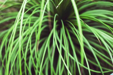 İnce yaprakları yeşil çim. Bahar kavramı doğal arka plan