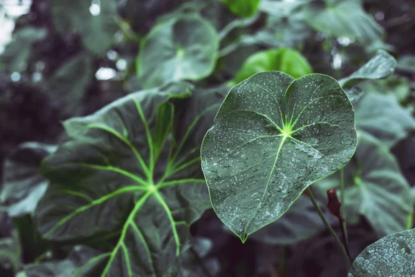 방울의 식물의 — 스톡 사진