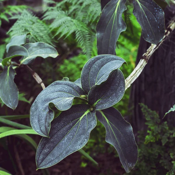 热带植物的多汁绿叶在水滴 自然背景 — 图库照片