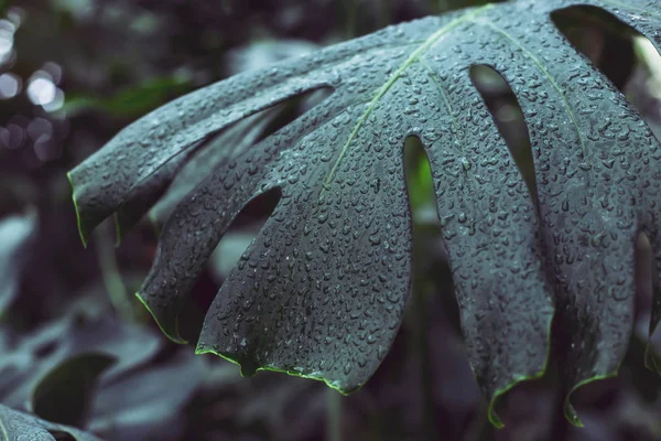 방울의 식물의 — 스톡 사진