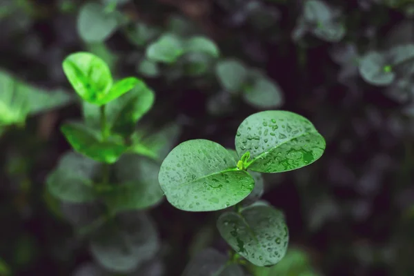 Nuove Foglie Verdi Succose Concetto Primaverile — Foto Stock