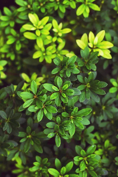 Foglie Primavera Verdi Gialle Concetto Primavera Sfondo Naturale — Foto Stock