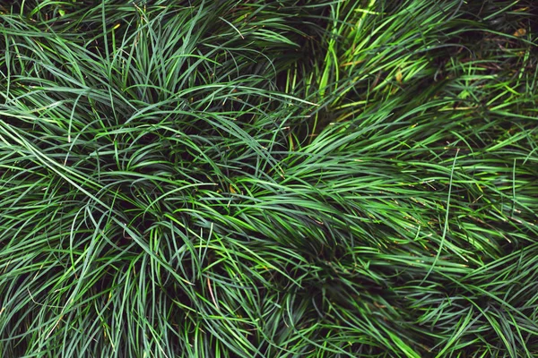 绿多汁的碎草 春天概念自然背景 — 图库照片