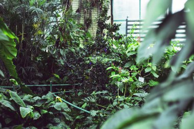 Sera içinde tropikal bitki yeşil sulu twigs