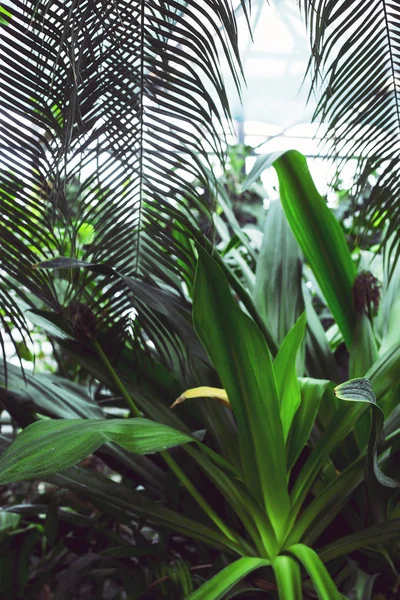 Tropical Plants Palm Branches Greenhouse — Stock Photo, Image