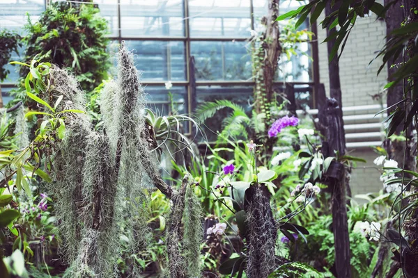 温室内悬挂植物和兰花 — 图库照片