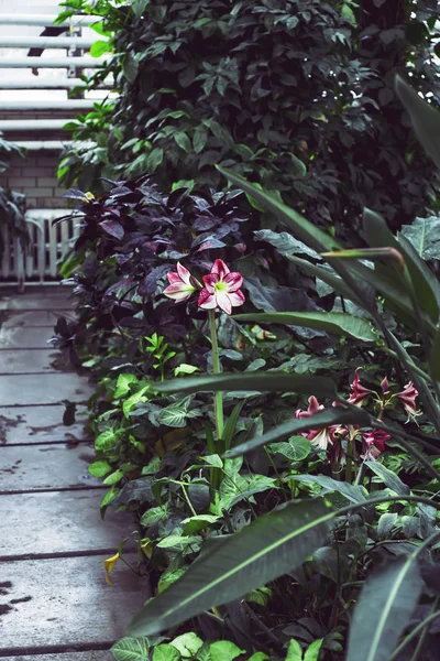 玻璃温室内绿色植物中的明亮的大粉红色花朵 — 图库照片