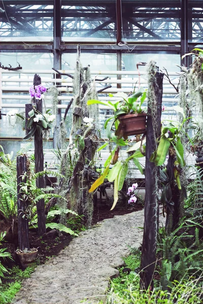 Hanging plants and orchids inside the greenhouse