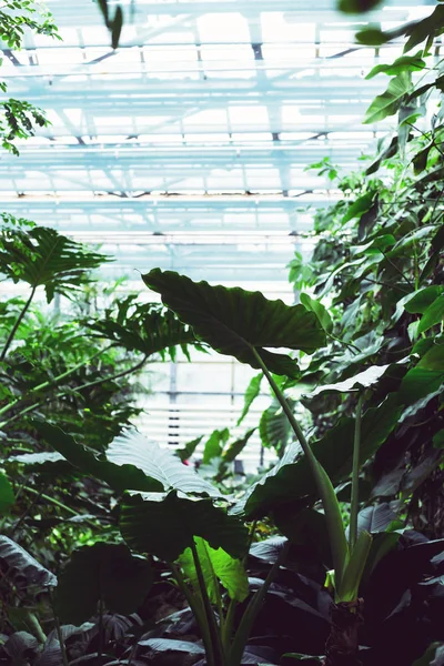 Zielone Gałązki Soczyste Tropikalnych Roślin Szklarni — Zdjęcie stockowe