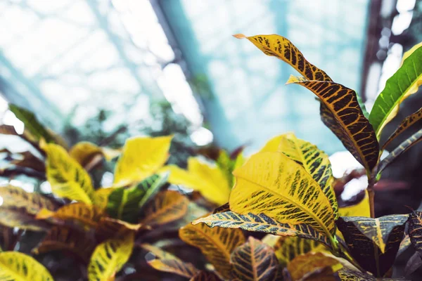 Sárga Zöld Levelek Növény Belsejében Egy Üveg Üvegházhatású — Stock Fotó