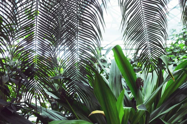 Tropiska Växter Och Palmkvistar Växthuset — Stockfoto