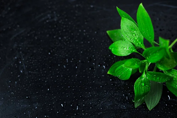 Foglie Verdi Fondo Nero Tra Gocce Acqua Contesto Copyspace — Foto Stock