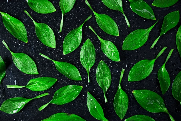 Groene Bladeren Een Zwarte Achtergrond Onder Druppels Water Achtergrond — Stockfoto
