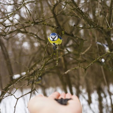Baştankara parkta Ayçekirdeği elinden alır. Kış ve kuş bakım kavramı