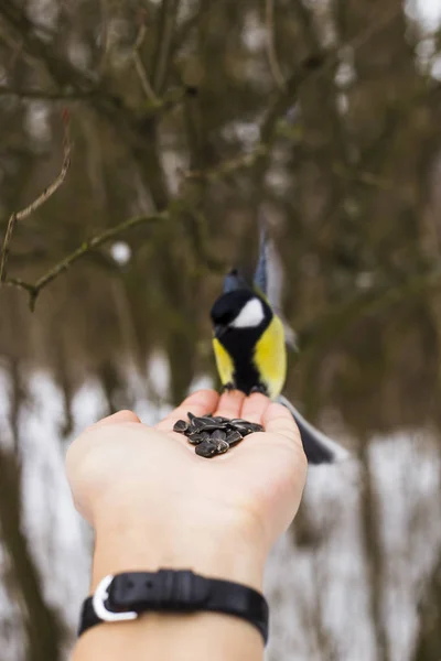 公園で乳手からひまわりの種を取ります 鳥の医療コンセプト — ストック写真