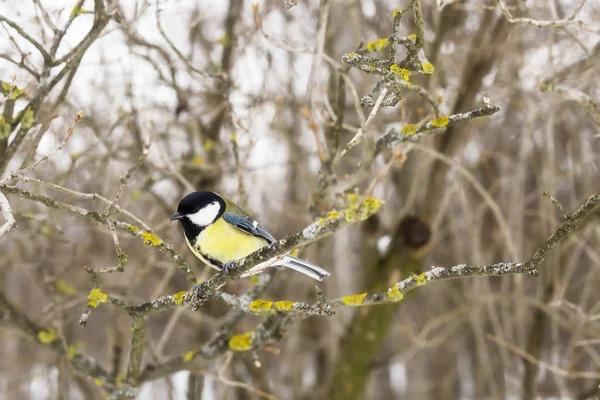 冬の裸木の枝に報復 野生の鳥のコンセプト — ストック写真