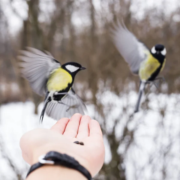 つのおっぱいは 種を取るために人間の手に飛んだ 鳥の医療コンセプト — ストック写真