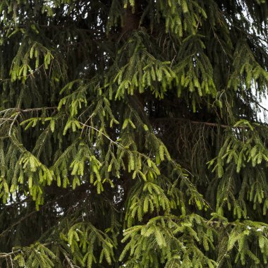 Yeşil iğne ile bir Noel ağacı dalı. Yaprak dökmeyen ağaç. Kış ve yılbaşı sembolü. Arka plan, doku